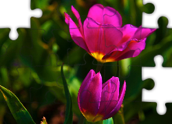 Różowe, Tulipany