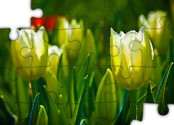 Żółte, Tulipany