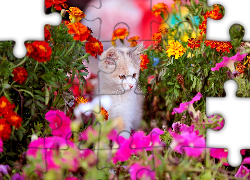 Kotek, Kolorowe, Kwiaty