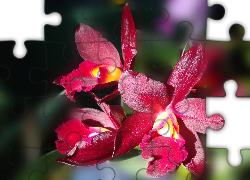 Bordowa, Orchidea