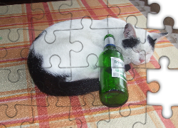 Kot,piwo Lech