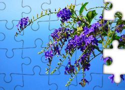 Kwiaty, Fioletowa, Duranta