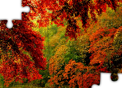 Kolorowe, Drzewa, Jesień