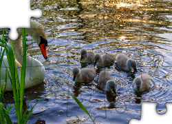 Łabędzie, Rodzinka, Jezioro