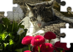 Kot, Kwiaty, Stokrotki, Liście