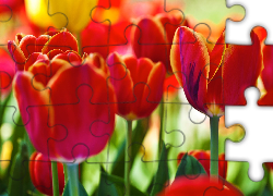 Czerwone, Tulipany