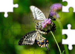 Motyl, Roślina, Makro