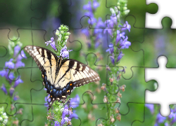 Motyl, Fioletowe, Kwiaty