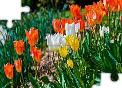 Kolorowe, Tulipany