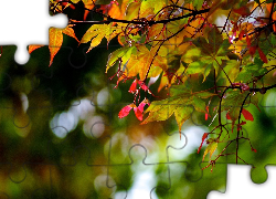 Drzewo, Liście, Jesień