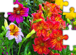 Tujałka, Salpiglossis, Kolorowe, Kwiaty