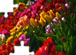 Kolorowe, Tulipany