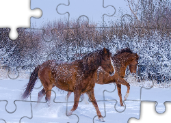 Konie, Galop, Śnieg