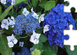 Niebieskie, Kwiaty, Ogród