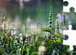 Rośliny, Makro, Bokeh