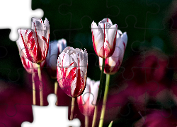Tulipany, Biało, Czerwone