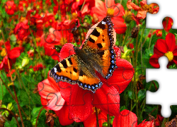 Piękny, Motyl, Kwiaty, Ogród