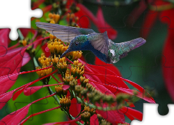 Koliber, Ptak, Kwiaty