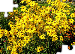 Żółte, Margerytki, Ogród