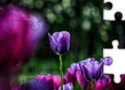 Fioletowe, Tulipany