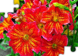 Salpiglossis, Kwiaty