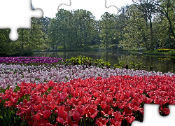 Park, Rzeka, Tulipany, Holandia