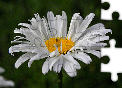 Margaretka