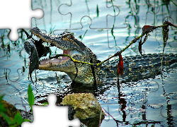 Krokodyl Paszcza, Ryba, Woda