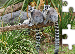 Lemury, Drzewo, Trawa
