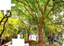 Piękny, Las, Pagórek