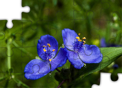 Chabrowe, Kwiatki, Żółte, Pręciki, Trawa, Tradescantia subaspera, Rodzina, Komelinowate