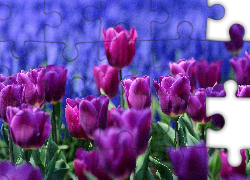 Fioletowe, Tulipany
