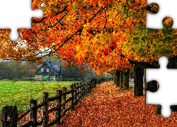 Droga, Drzewa, Dom, Ogrodzenie, Liście, Jesień
