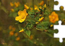 Złotlin Japoński, Żółty, Kwiat