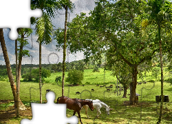 Obraz, Konie, Pastwisko, Drzewa