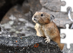 Northern, Pika, Kamień