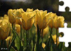 Żółte, Tulipany