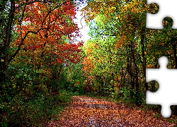 Jesień, Las, Drzewa, Ścieżka