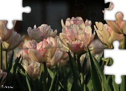 Białoróżowe, Tulipany