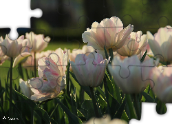 Białoróżowe, Tulipany