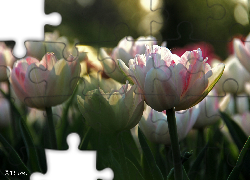 Białoróżowe, Tulipany, Płatki