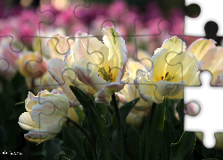 Białoróżowe, Tulipany, Pręciki