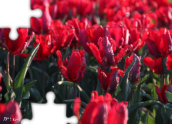 Czerwone, Tulipany