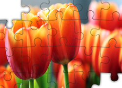 Tulipany