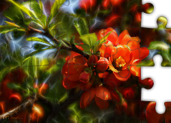 Pigwa, Czerwone, Kwiaty, Krzew, Fractalius