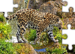 Jaguar, Woda, Skały