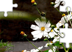 Kwiaty, Biała, Kosmea