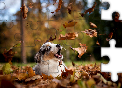 Liście,  Owczarek australijski-australian shepherd