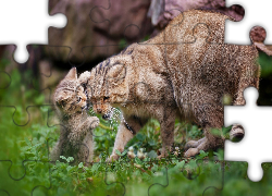 Mama, Młode, Żbiki