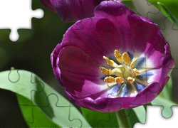 Różowy, Tulipan